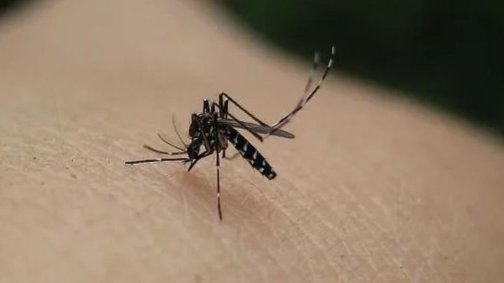 Habitantes de Monterrey reportan incremento de mosquitos 'jejenes'