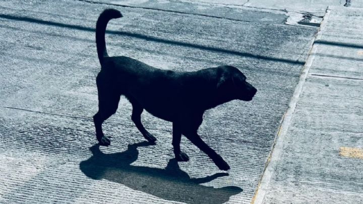 Empresa en Santa Catarina busca hogar para Milaneso, perrito que ama ir a trabajar