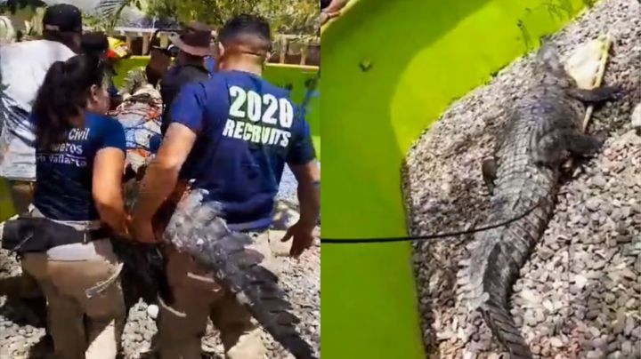 Video: Capturan enorme cocodrilo de 250 kilos en Puerto Vallarta; fue reubicado