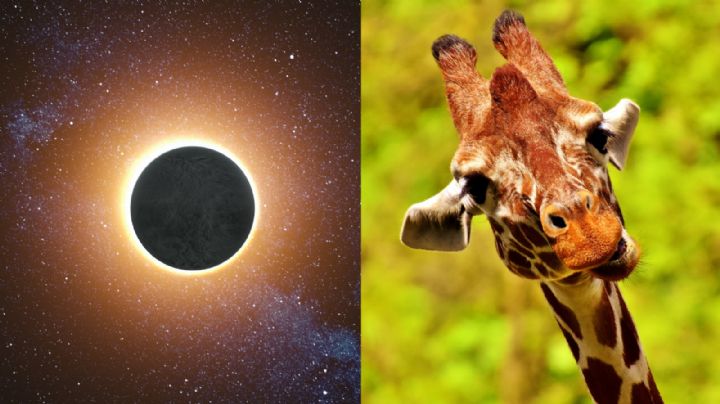¿Qué les pasa a los animales con un eclipse solar total según la ciencia?