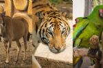 ¿Se alteraron? Así reaccionaron los animales de La Pastora por el eclipse solar