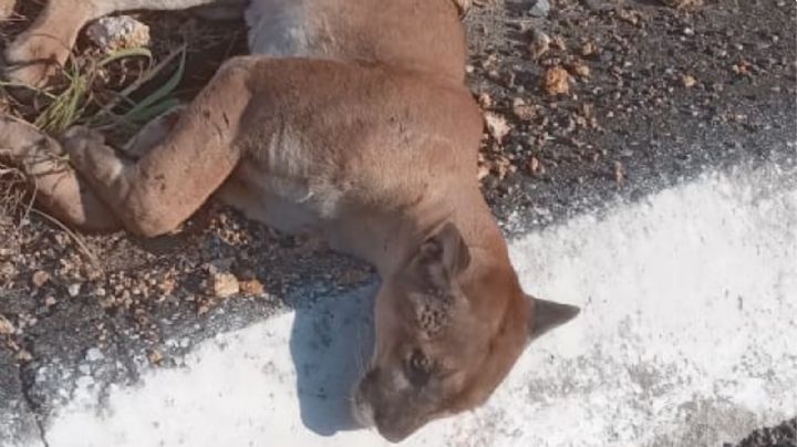 Encuentran puma atropellado y herido en autopista Lazaro Cardenas, en Zihuatanejo