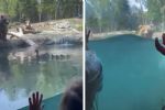 Osa devora patitos frente a niños en zoológico de Seattle