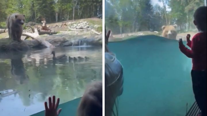 Osa devora patitos frente a niños en zoológico de Seattle