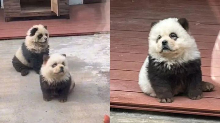 Zoológico chino engaña a visitantes; hace pasar a perritos por osos panda