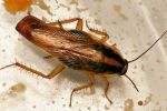 'Supercucaracha': ¿Cómo identificarlas y por qué son resistentes a los insecticidas comunes?