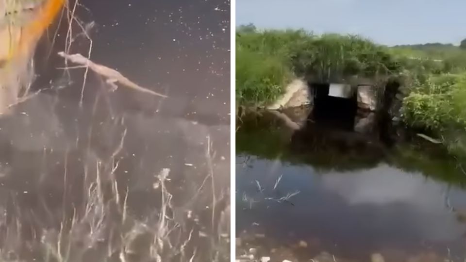 Cocodrilo es visto en canal de Linares, Nuevo León