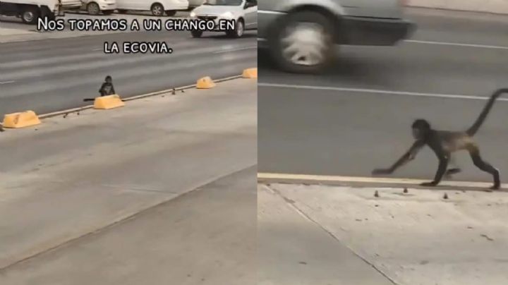 ¿A cuánto asciende la multa por tener a un changuito como mascota en México?