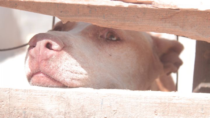 ¿Cómo cuidar a las mascotas en esta onda de calor?