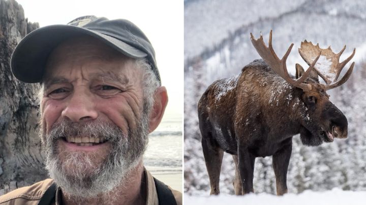 Alce mata a hombre que intentó acercarse a sus crías en Alaska