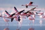 Video: Avión choca contra flamencos y mata a 39 en India