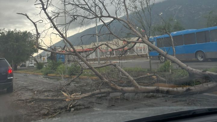 Lluvia deja a Escobedo con árboles caídos, inundaciones y colonias sin luz