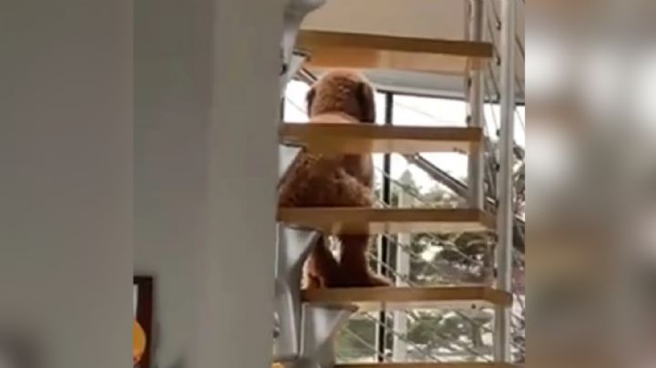 Video: Encuentran a perro sentado como humano en escaleras; así reaccionó