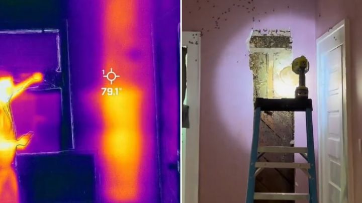 Niña juraba que había un monstruo en su habitación; eran 65 mil abejas