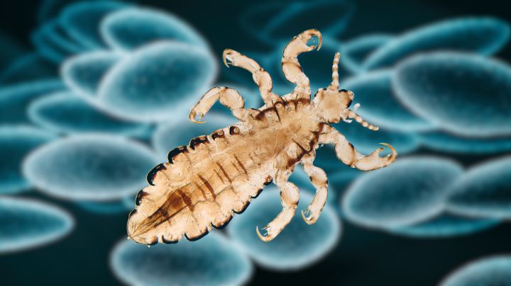 Detectan que piojos del cuerpo humano son transmisores de la peste