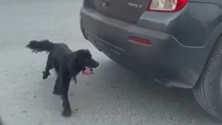 Abandonan a perrita en plena avenida en Apodaca