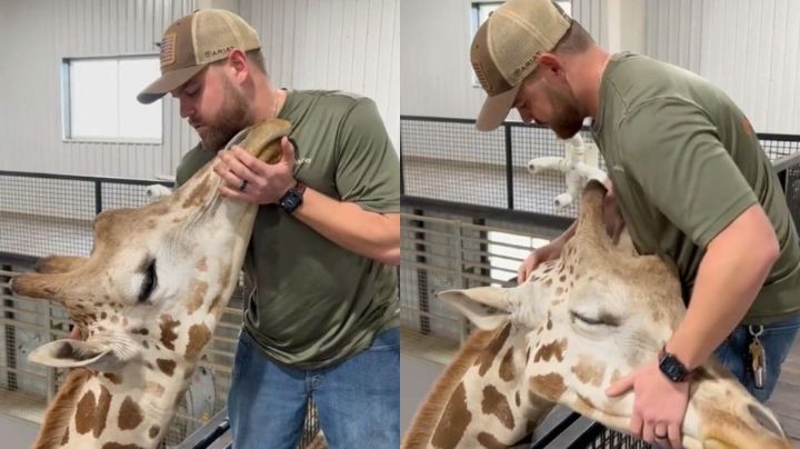 Video: Quiropráctico se hace viral tras ajustar el cuello de una jirafa en EU