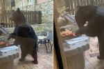 Video: Oso ‘asalta’ a jóvenes y se come sus salchichas asadas en Chipinque