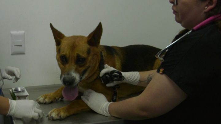 Rescatan a perrito abandonado bajo intenso calor en Monterrey