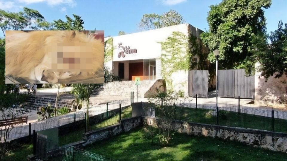 Un león murió en un zoologico de Yucatán tras un golpe de calor