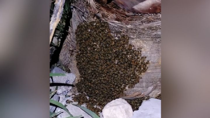Abejas atacan a niños en Monterrey; tienen más de 50 picaduras