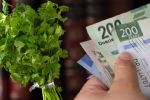 ¿Por qué el cilantro está tan caro en México?