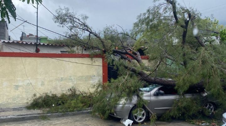 Cae árbol y destroza auto y fachada de casa en Monterrey  