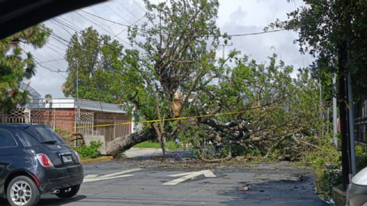 ‘Alberto’ derriba un árbol en la colonia Del Valle