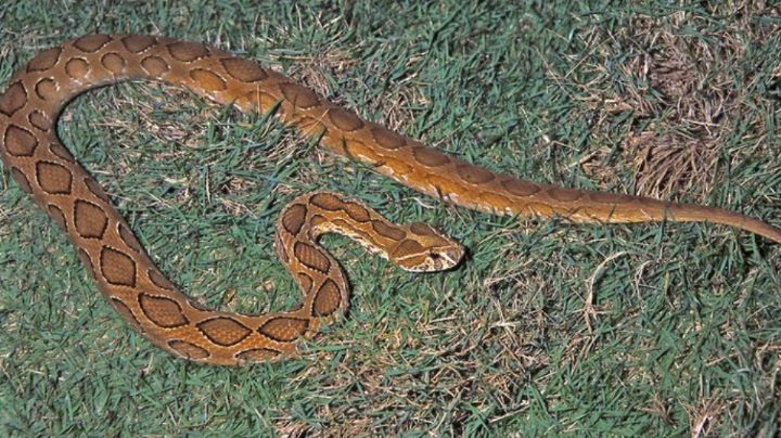 Serpiente regresa de la extinción y mata a cinco personas en Bangladesh