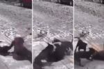 Video: Jauría de perros ataca a adulta mayor en Querétaro
