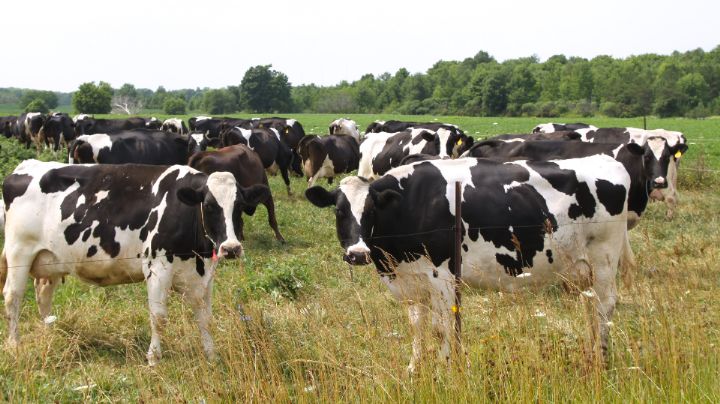 En su cumpleaños, mujer muere aplastada por un rebaño de vacas en Alemania