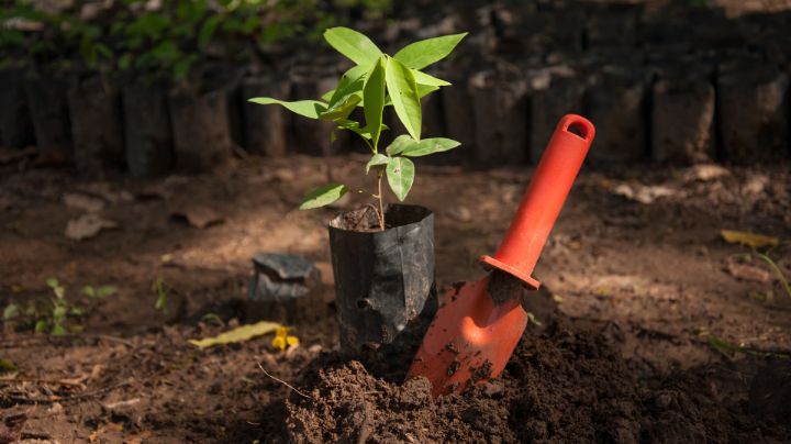 ¡Todos a plantar! ¿Dónde y cuándo se regalarán árboles en Monterrey?