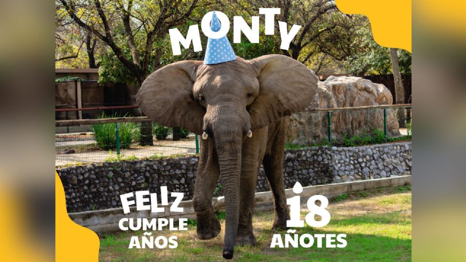 Monty, elefante africano.
