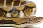 Encuentran el cuerpo de una mujer dentro de una serpiente pitón en Indonesia