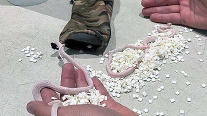 Detienen a hombre en aduana china; escondió 104 serpientes vivas en su ropa