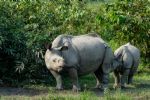Mueren más de 150 animales por inundaciones en parque de India
