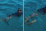 Daddy Yankee nada con tiburones en Puerto Rico para campaña de turismo