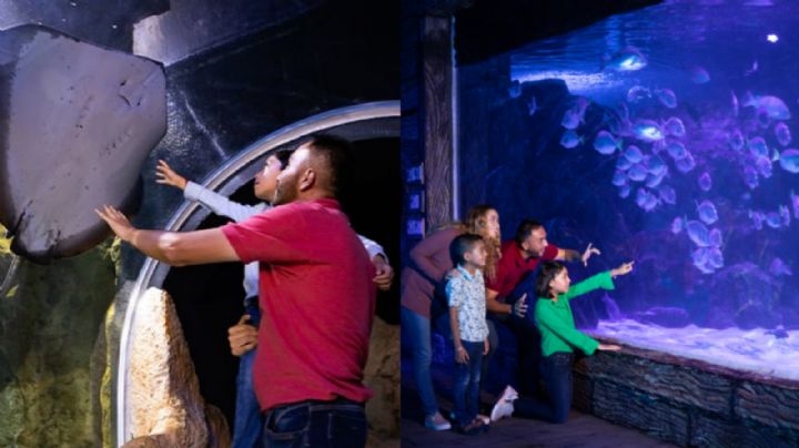 Sealand Monterrey: Anuncia fecha de preventa de boletos para visitar este acuario interactivo