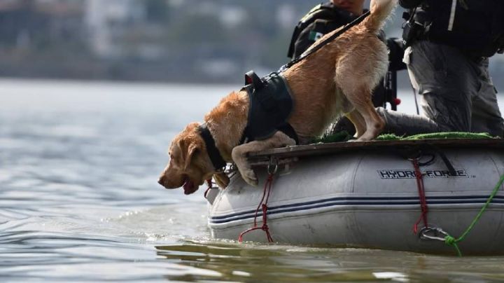Joe, el perrito rescatista de Protección Civil, alista jubilación tras 6 años de servicio