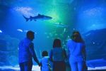 Sealand Monterrey: Esto se sabe sobre la apertura del acuario interactivo