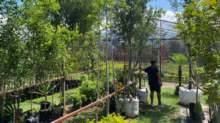 Venta de plantas sigue a la baja en viveros del sur de Monterrey