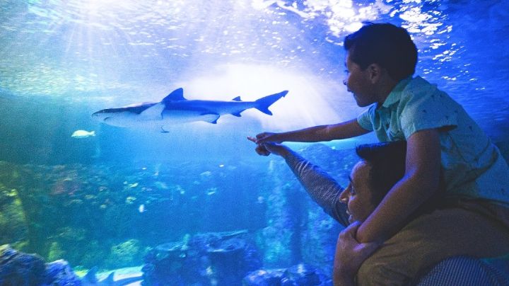 Sealand Monterrey anuncia precios y horarios; hoy inicia la preventa