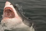 Joven surfista es atacado por un tiburón blanco de 3 metros en Australia