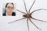 La pica araña violinista en Saltillo; pide apoyo para pagar tratamiento en Monterrey