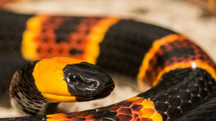 ¿Cómo distinguir una serpiente coralillo real de una falsa?