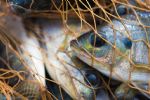 Pesca, agricultura y ganadería impulsan economía de Tamaulipas
