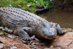 Hallan muerta a niña que se metió a arroyo infestado por cocodrilos en Australia