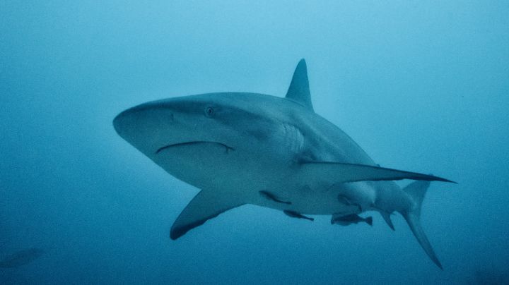 Tiburón ataca a pescador en remota playa de Australia
