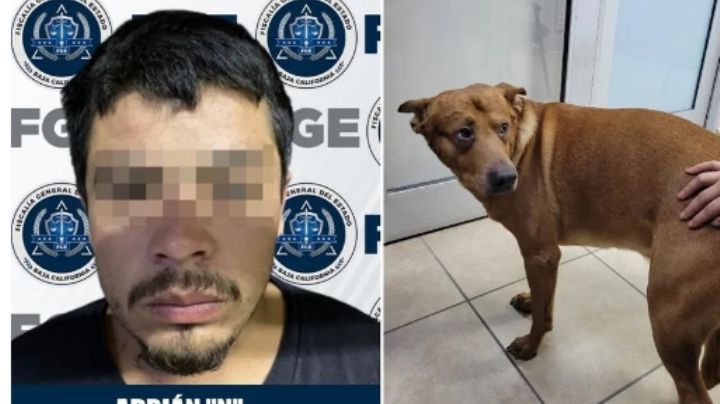 Hombre intenta matar a su perro porque lo atendían mejor que a él en Tijuana