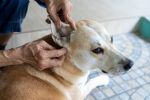¿En qué parte del cuerpo de tu mascota se debe revisar si tiene garrapatas?